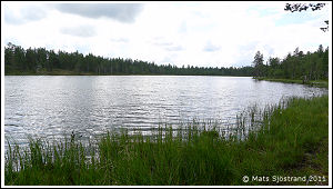 Ormabborrtjärn