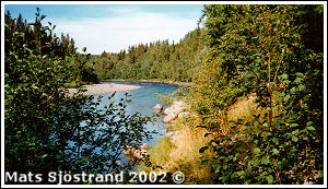 Dammån nedströms kraftverk Ånn 2002
